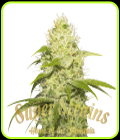 La Jefa - Super Strains