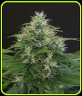 Lemon Candy - Exotic Seed