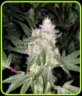 Lemon Snow Cone - Elev8 Seeds