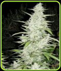 SALE - Maroc - Female Seeds - Female Seeds