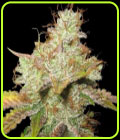 Master Kush - Spliff Seeds