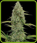 Mega Power Plant Automatic - Spliff Seeds