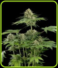 Moby Dick - Dinafem Seeds