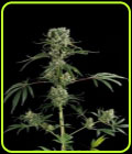 Moby Dick #2 - Dinafem Seeds