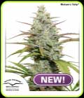 SALE - Mokum’s Tulip - Dutch Passion - Cannabis Seed Sale Items