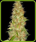 Moon Walker Kush - Spliff Seeds