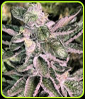 Moonshine Cookies - Mosca Seeds