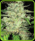 Next of Kin - Super Strains