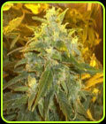 Northern Light - Nirvana Seeds