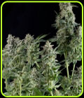 Northern Lights CBD - Pyramid Seeds