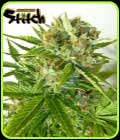 Onyx Auto - Flash Seeds