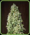 SALE - Orient Express - Ace Seeds - Cannabis Seed Sale Items