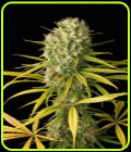 Original Amnesia - Dinafem Seeds