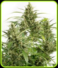 Original Amnesia Autoflowering - Dinafem Seeds