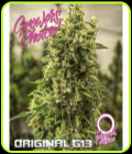 SALE - Original G13 Auto - Growers Choice - Cannabis Seed Sale Items