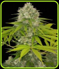 PowerKush - Dinafem Seeds