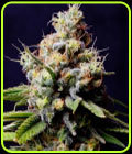 Purple Berry Kush - Spliff Seeds