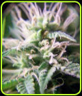 Purple Maroc - Female Seeds