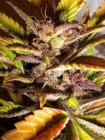 Purple Mazar - Flash Seeds