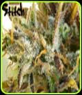 Purple Sirius Kush Auto - Flash Seeds