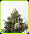 Respect 4 Gorilla - Expert Seeds