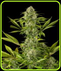 Royal Haze - Dinafem Seeds