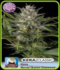 Kera Classic - Royal Queen Diamond - Kera Seeds