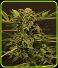 Russian Automatic - Exotic Seed