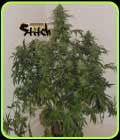 Russian Fuel Auto - Flash Seeds