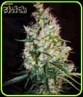 Russian Haze Auto - Flash Seeds