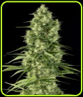 Santa Sativa - Dinafem Seeds