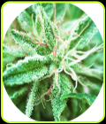 Sativa Samadhi - Top Tao Seeds