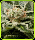 Shark Attack - Dinafem Seeds