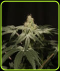 Sherbet Punch - Elev8 Seeds