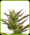 Shiskaberry - Seed City Seeds