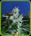 Sir Jack Auto - Exotic Seed