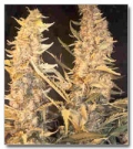 Skunk Special - Female Seeds