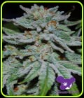 SALE - Slurricane - Anesia Seeds - Cannabis Seed Sale Items