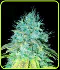 SALE - Sour Puss - Emerald Triangle - Cannabis Seed Sale Items