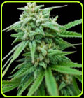 Spliff Cheese Automatic - Spliff Seeds