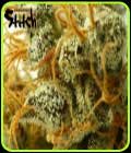 Stardust Auto - Flash Seeds