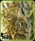 Stitch's Love Potion Auto - Flash Seeds