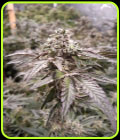 SALE - Strawberry-Line - Devil Harvest Original - Cannabis Seed Sale Items