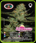 SALE - Strawnana Sundae - Big Buddha Seeds - Cannabis Seed Sale Items