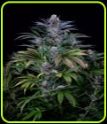 Super Silver - Dinafem Seeds