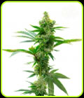 Super Silver Haze - Seed City Seeds