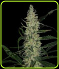 Super Skunk - Spliff Seeds