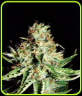 Sweet Cream Auto - Expert Seeds