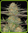 Sweet Deep Grapefruit - Dinafem Seeds