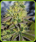 Sweet Zombie - Expert Seeds